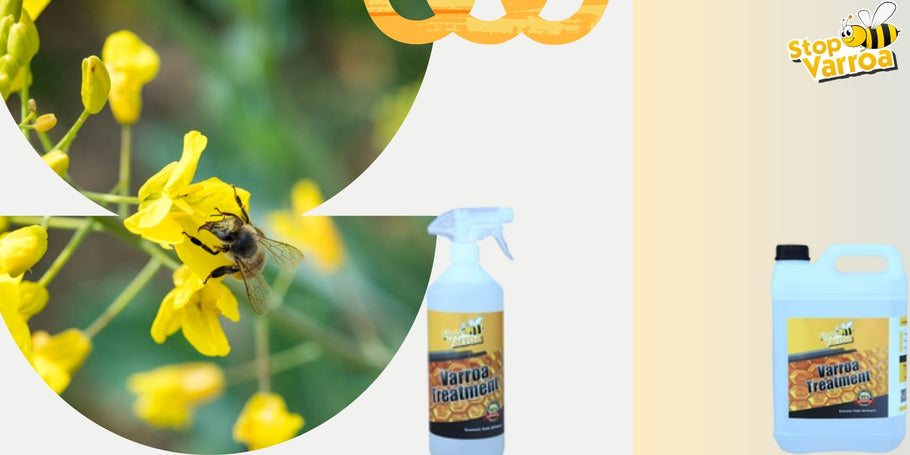 Anticipar la presencia de Varroa y proteger eficazmente a nuestras abejas