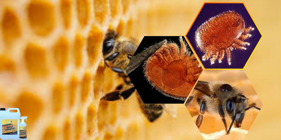 ¿Cómo proteger a tus abejas contra los ácaros varroa?