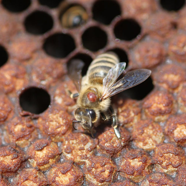 Salvemos a las abejas: Todo lo que necesitas saber sobre Varroa y sus peligros