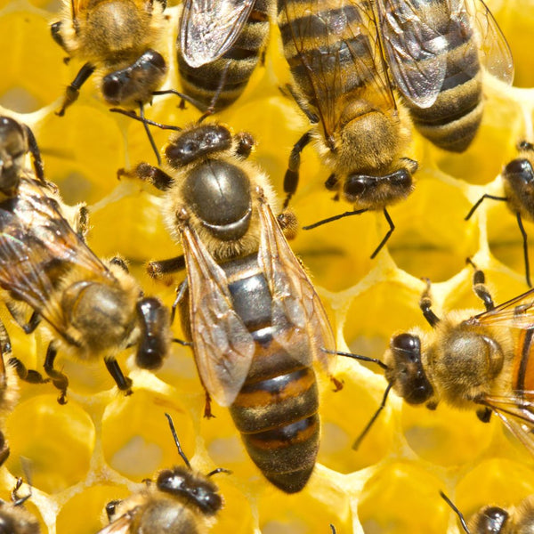 5 consejos esenciales para combatir la varroa y salvar sus colonias de abejas