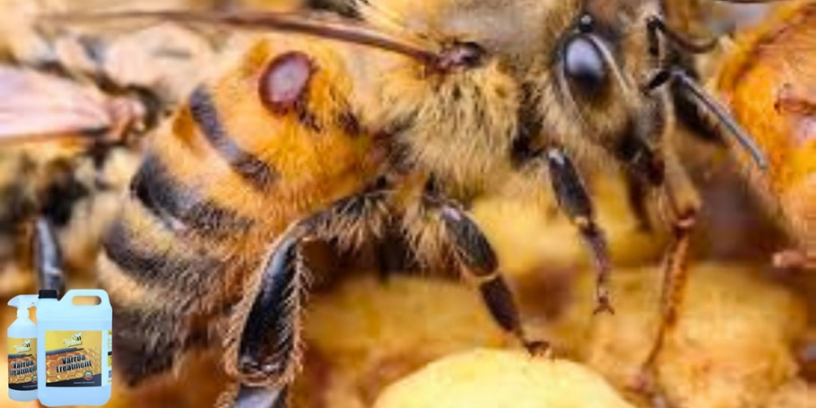 Innovación en la protección de las abejas: el revolucionario producto anti-varroa
