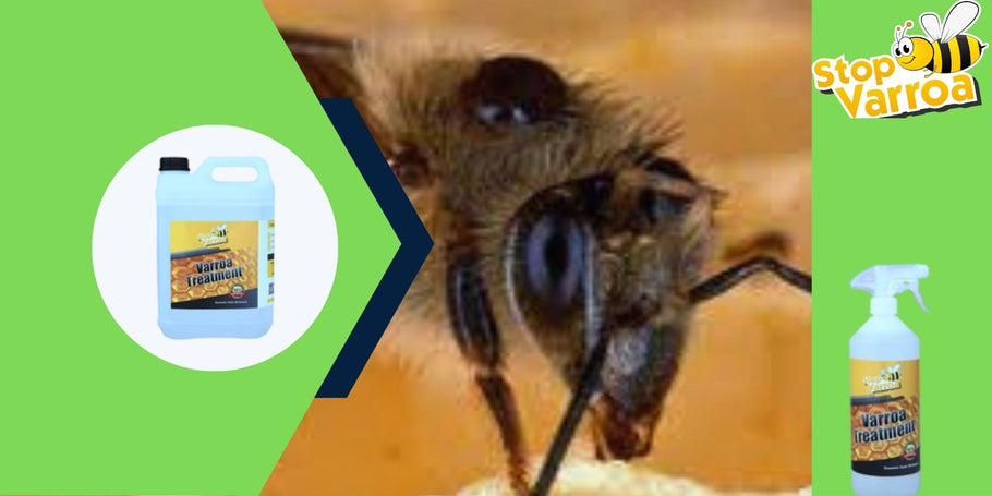 Revolución anti-varroa: La solución que salvará a tus abejas