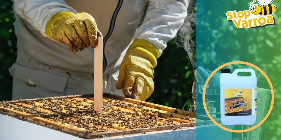 Tratamiento contra la varroasis: ¿Cuándo debe actuar para salvar a sus abejas?