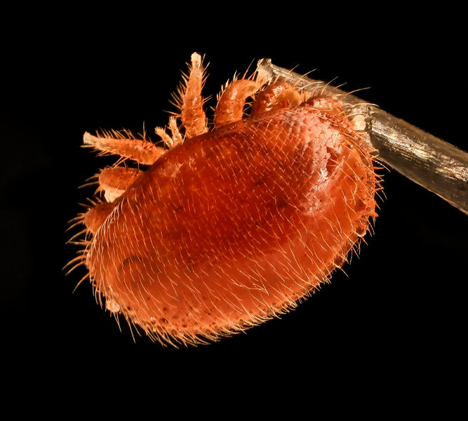 ¿Cómo proteger a tus abejas contra los ácaros varroa?