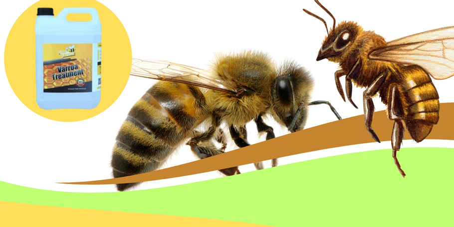 Ácaros Varroa: ¡Proteja a sus abejas!