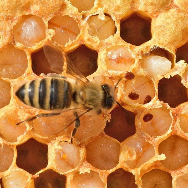 ¿Por qué murieron mis abejas?